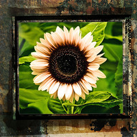 Buy canvas prints of Sunflower by Jean-François Dupuis