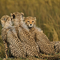 Buy canvas prints of Cheetah cubs on a kopje by Stuart Thomas
