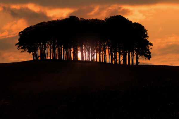 Coming Home Trees Nearly Home Trees Sunset Picture Board by Oxon Images