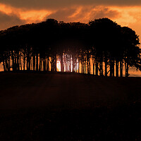 Buy canvas prints of Coming Home Trees Nearly Home Trees Sunset by Oxon Images