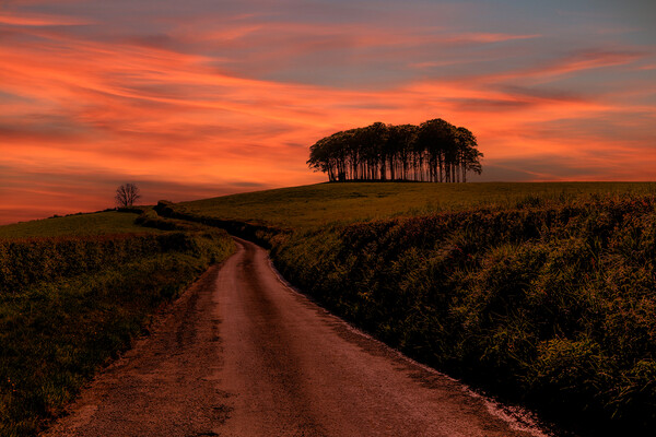 Coming Home Trees Sunset Picture Board by Oxon Images