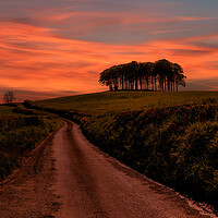 Buy canvas prints of Coming Home Trees Sunset by Oxon Images