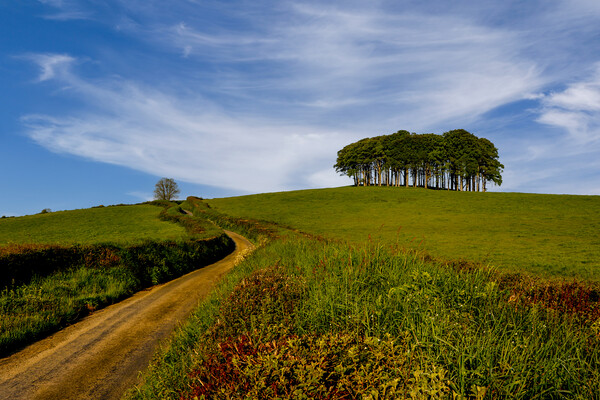 Nearly Home Trees Coming Home Trees  Picture Board by Oxon Images