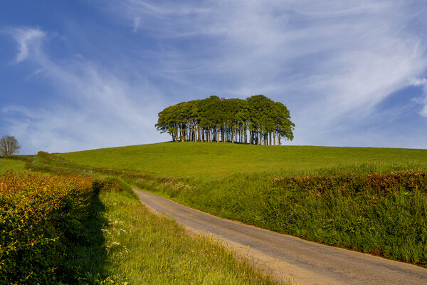 Nearly Home Trees Coming Home Trees Picture Board by Oxon Images