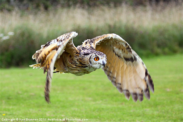 European Eagle Owl in Flight Picture Board by Oxon Images