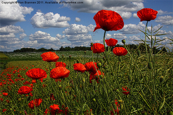 Poppies 4 Picture Board by Oxon Images