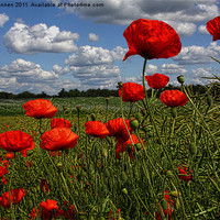 Buy canvas prints of Poppies 4 by Oxon Images