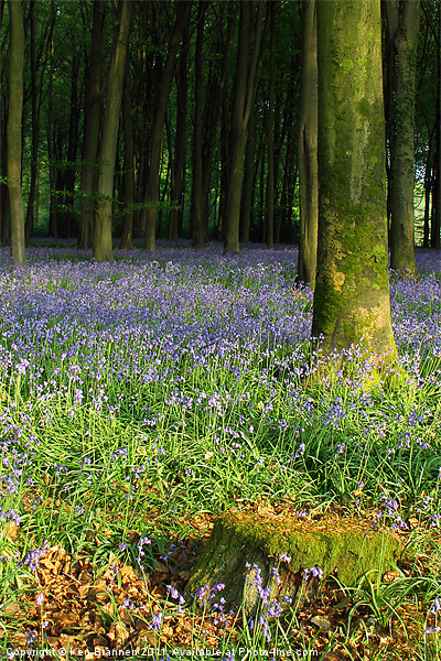 Bluebell wood and stump Picture Board by Oxon Images