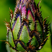 Buy canvas prints of Cornflower in Bud by Oxon Images