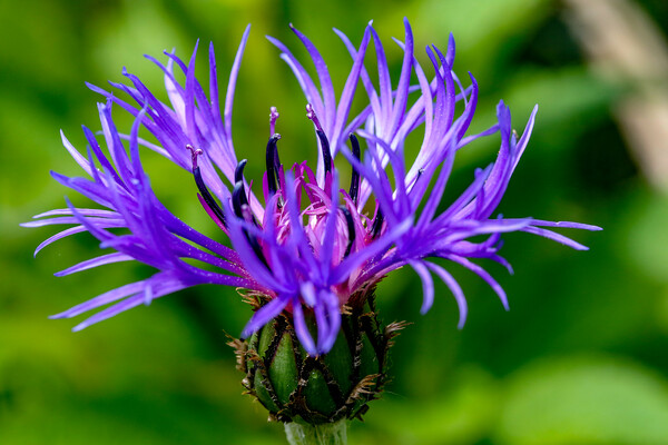 Cornflower in bloom Picture Board by Oxon Images