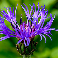 Buy canvas prints of Cornflower in bloom by Oxon Images