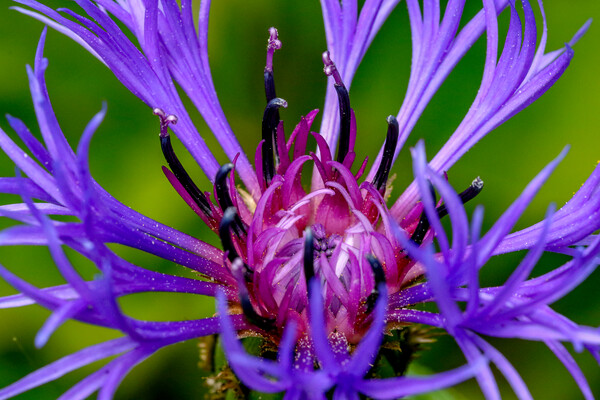Cornflower close up Picture Board by Oxon Images