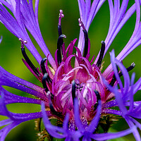 Buy canvas prints of Cornflower close up by Oxon Images