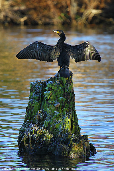 Cormorant On the River Thames Picture Board by Oxon Images