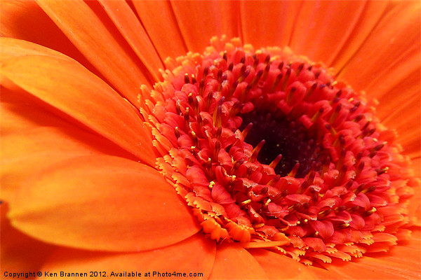 Orange Gerbera Picture Board by Oxon Images