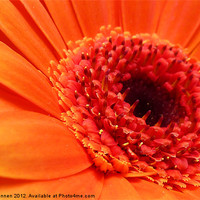 Buy canvas prints of Orange Gerbera by Oxon Images