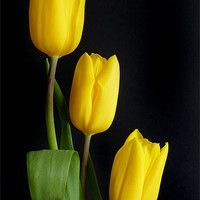 Buy canvas prints of Three yellow Tulips by Oxon Images