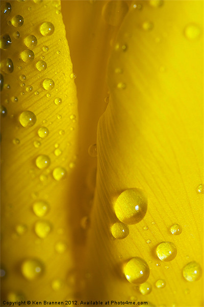 Yellow Tulip with water droplets Picture Board by Oxon Images