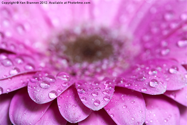 Pink Gerbera with water droplets Picture Board by Oxon Images