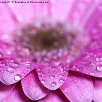 Buy canvas prints of Pink Gerbera with water droplets by Oxon Images