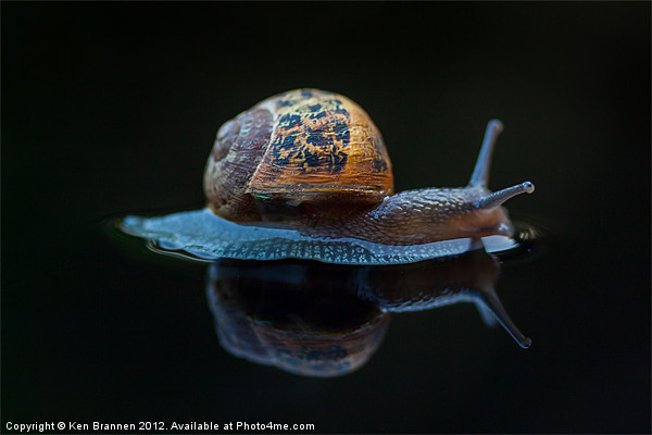 Snail on a black background Picture Board by Oxon Images