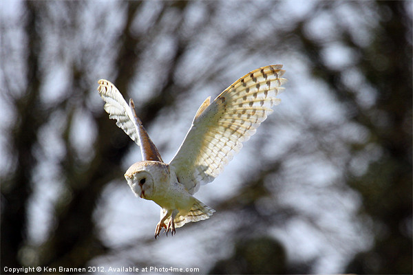 Barn Owl in flight Picture Board by Oxon Images