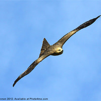 Buy canvas prints of Black Kite by Oxon Images