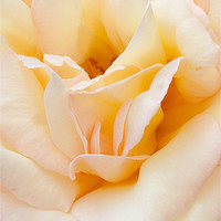 Buy canvas prints of Peace rose close up by Oxon Images