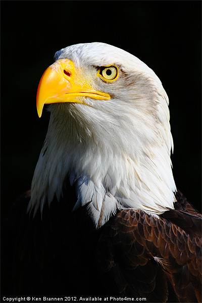 American Bald Eagle 2 Picture Board by Oxon Images