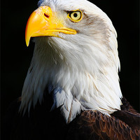 Buy canvas prints of American Bald Eagle 2 by Oxon Images