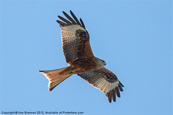 Red kite flying Picture Board by Oxon Images