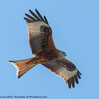 Buy canvas prints of Red kite flying by Oxon Images
