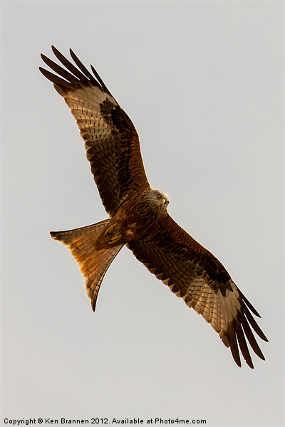 Red kite flying 2 Picture Board by Oxon Images