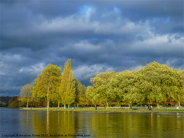 Riverside trees Picture Board by Oxon Images