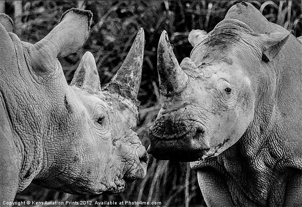 Southern white rhino Picture Board by Oxon Images