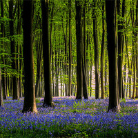 Buy canvas prints of Micheldever Bluebell wood by Oxon Images