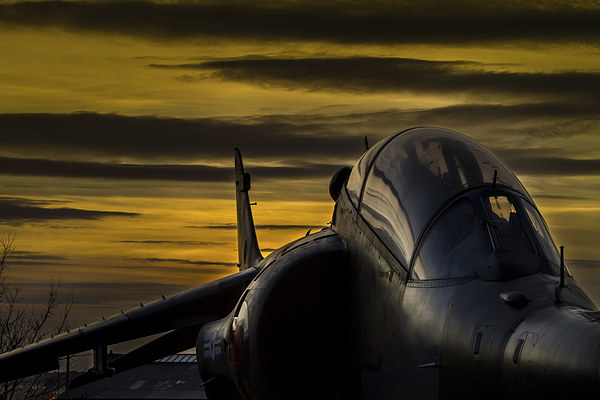 Harrier at Sunset Picture Board by Oxon Images