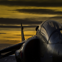 Buy canvas prints of Harrier at Sunset by Oxon Images