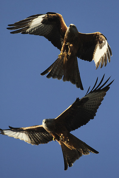 Two Red Kites Picture Board by Oxon Images