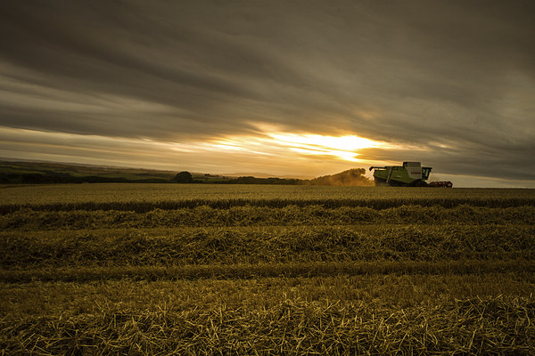 Cornwall Harvest Picture Board by Oxon Images