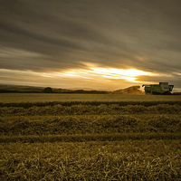 Buy canvas prints of Cornwall Harvest by Oxon Images