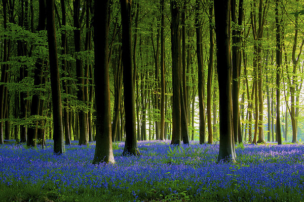 Bluebell Wood Picture Board by Oxon Images