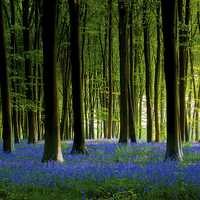 Buy canvas prints of Bluebell Wood by Oxon Images