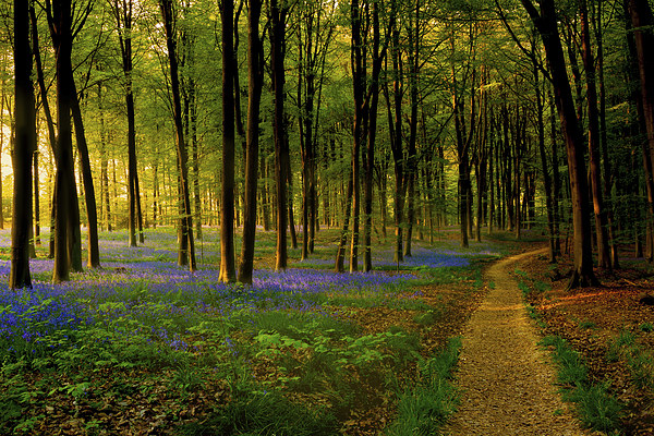  Bluebell wood path and sunset Picture Board by Oxon Images