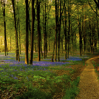 Buy canvas prints of  Bluebell wood path and sunset by Oxon Images