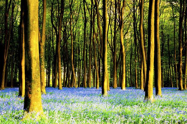 Bluebells at Micheldever Picture Board by Oxon Images