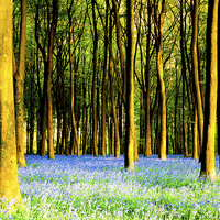 Buy canvas prints of Bluebells at Micheldever by Oxon Images