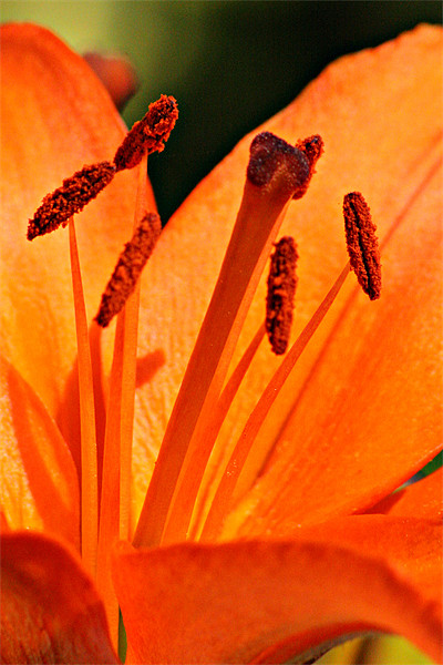 Orange Lily Picture Board by Oxon Images