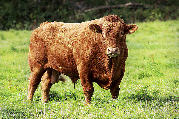 Prize Bull Picture Board by Oxon Images