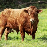Buy canvas prints of Prize Bull by Oxon Images